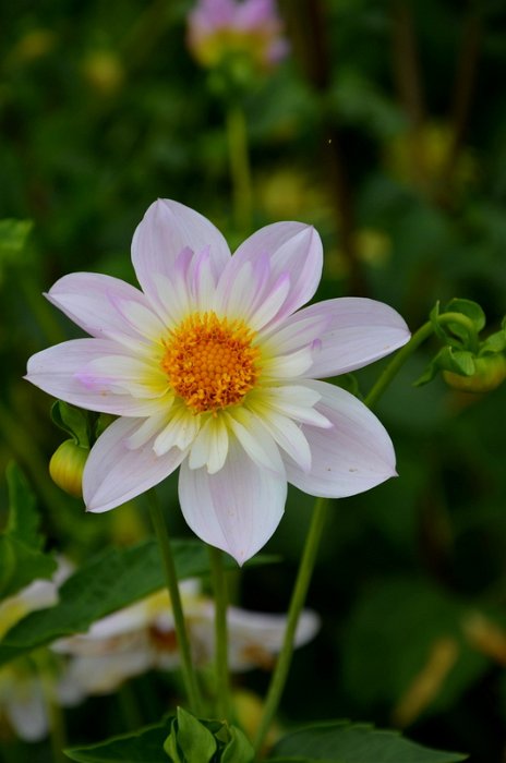 Dahlia x 'Teesbrook Audrey'